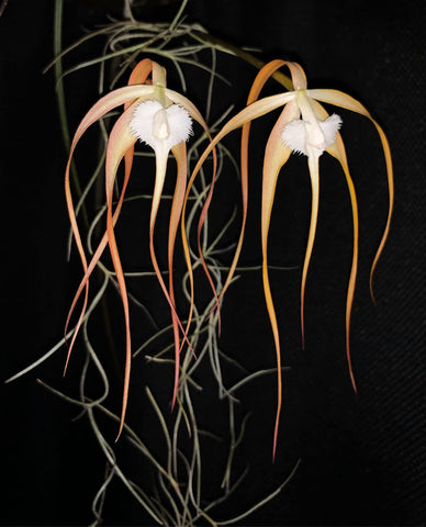 Brassavola cucullata – Species, Fragrant! - Orchid Design