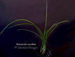 Brassavola cucullata – Species, Fragrant! - Orchid Design