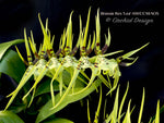Brassia Rex 'Lea' AM/CCM/AOS Fragrant, Spring & Fall Bloomer