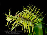 Brassia Rex 'Lea' AM/CCM/AOS Fragrant, Spring & Fall Bloomer