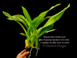 Brassia Mary Traub Levin – Floriferous, Easy Grower!