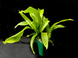 Brassia Mary Traub Levin – Floriferous, Easy Grower!
