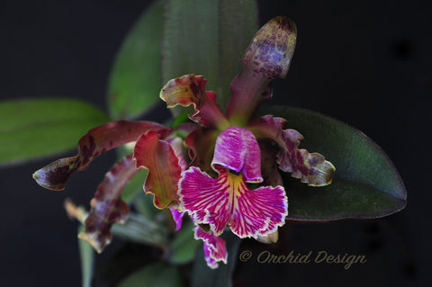 Cattleya – Page 2 – Orchid Design
