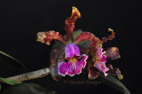 Cattleya schilleriana – Species – Fragrant - Orchid Design