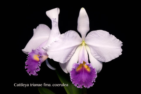 Cattleya trianae variety coerulea – Very Rare & Beautiful Species – Fragrant - Orchid Design