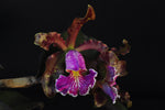 Cattleya schilleriana – Species – Fragrant - Orchid Design