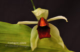 Coelogyne usitana – The "Bird in Flight" Orchid – Rare Species - Orchid Design