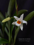 Coelogyne Memoria Wilhelm Micholitz – Fragrant - Orchid Design