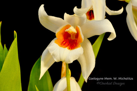 Coelogyne Memoria Wilhelm Micholitz – Fragrant - Orchid Design