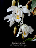 Coelogyne cristata – Species, Fragrant - Orchid Design