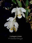 Coelogyne cristata – Species, Fragrant - Orchid Design