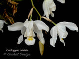 Coelogyne cristata – Species, Fragrant - Orchid Design