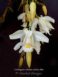 Coelogyne cristata – Species, Fragrant - Orchid Design