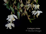 Coelogyne cristata – Species, Fragrant - Orchid Design