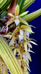 Coelogyne rochussenii  – Species, Floral fragrant