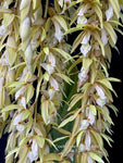 Coelogyne rochussenii  – Species, Floral fragrant