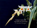 Fragrant Coelogyne Jannine Banks 'Snow White' HCC/AOS - Orchid Design
