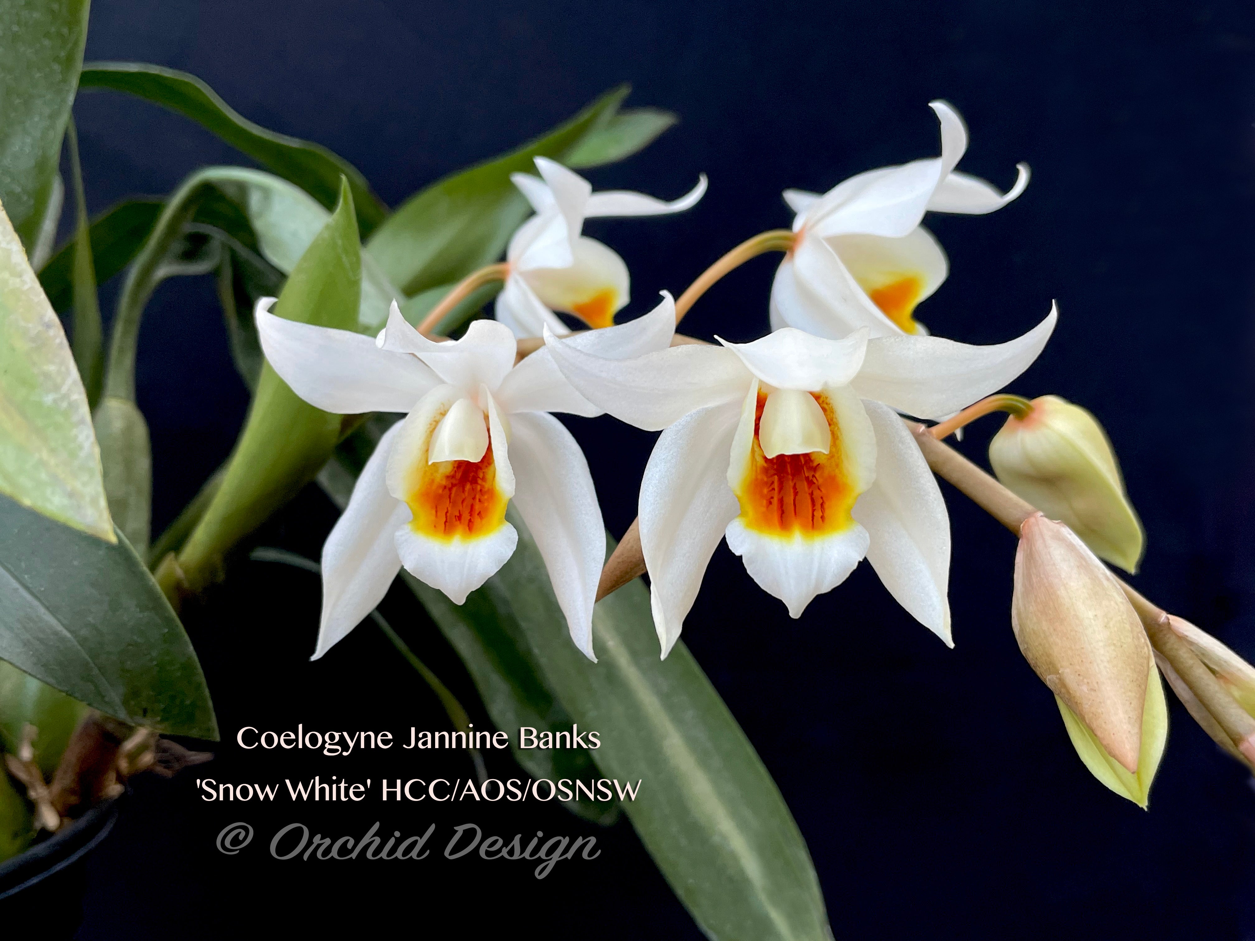 Coelogyne Jannine Banks 'Snow White' HCC/AOS, Fragrant