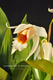 Coelogyne Memoria Wilhelm Micholitz – Fragrant - Orchid Design