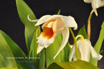 Coelogyne Memoria Wilhelm Micholitz – Fragrant - Orchid Design