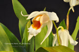 Coelogyne Memoria Wilhelm Micholitz – Fragrant - Orchid Design