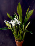Coelogyne ochracea variety alba – Rare Species –Jasmin Fragrance - Orchid Design