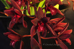 Cymbidium Australian Midnight 'Tinonee' HCC/AOS - Orchid Design