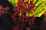 Cymbidium Australian Midnight 'Tinonee' HCC/AOS - Orchid Design