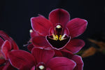 Cymbidium Black Silk 'Dreamer' - Orchid Design