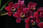 Cymbidium Black Silk 'Dreamer' - Orchid Design