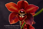 Cymbidium Breakout 'Flame' – Burgundy Red