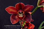 Cymbidium Breakout 'Flame' – Burgundy Red