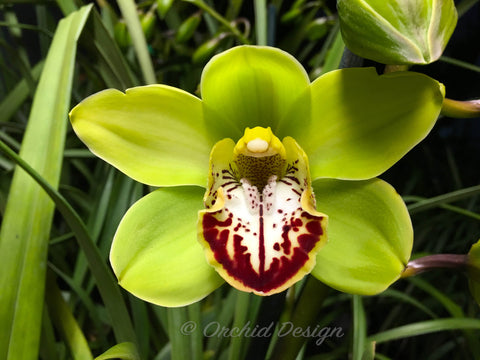 Gorgeous Cymbidium Green & Red Lip - Orchid Design