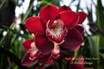 Cymbidium Khan Fury 'Black Plum' – Perfect Red - Orchid Design