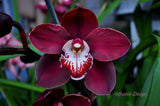 Cymbidium Khan Fury 'Black Plum' – Perfect Red - Orchid Design