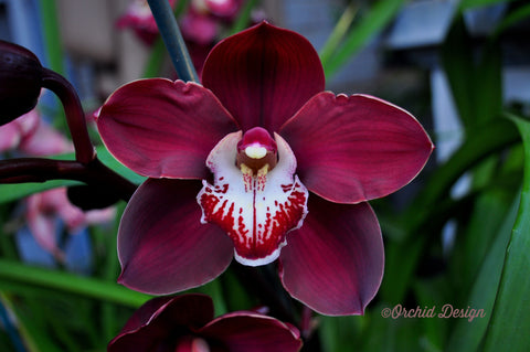 Cymbidum – Orchid Design
