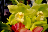 Cymbidium Kulnura Aglow 'Tall Forest' - Orchid Design
