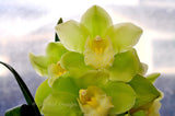 Cymbidium Kulnura Aglow 'Tall Forest' - Orchid Design