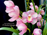 Cymbidium Kulnura FLorid '2 Spike Pink' – Unusual!