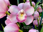 Cymbidium Kulnura FLorid '2 Spike Pink' – Unusual!