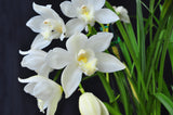 Cym. Kulnura Snow 'White Tower' - Orchid Design
