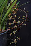 Cymbidium Little Black Sambo 'Cinnabar' – Floriferous, Fragrant! - Orchid Design