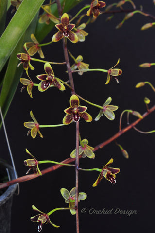 Cymbidium Little Black Sambo 'Cinnabar' – Floriferous, Fragrant! - Orchid Design