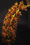 Cym. Mad Doctor ‘Bryce’ HCC/AOS – Pendulous - Orchid Design