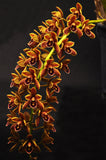 Cym. Mad Doctor ‘Bryce’ HCC/AOS – Pendulous - Orchid Design