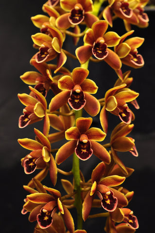 Cym. Mad Doctor ‘Bryce’ HCC/AOS – Pendulous - Orchid Design