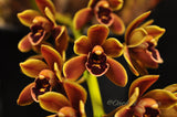 Cym. Mad Doctor ‘Bryce’ HCC/AOS – Pendulous - Orchid Design