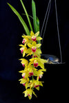 Cymbidium Memoria Amelia Earhart 'New Horizon' - Orchid Design