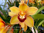 Floriferous Cymbidium Mighty Sunset 'Barbara' - Orchid Design