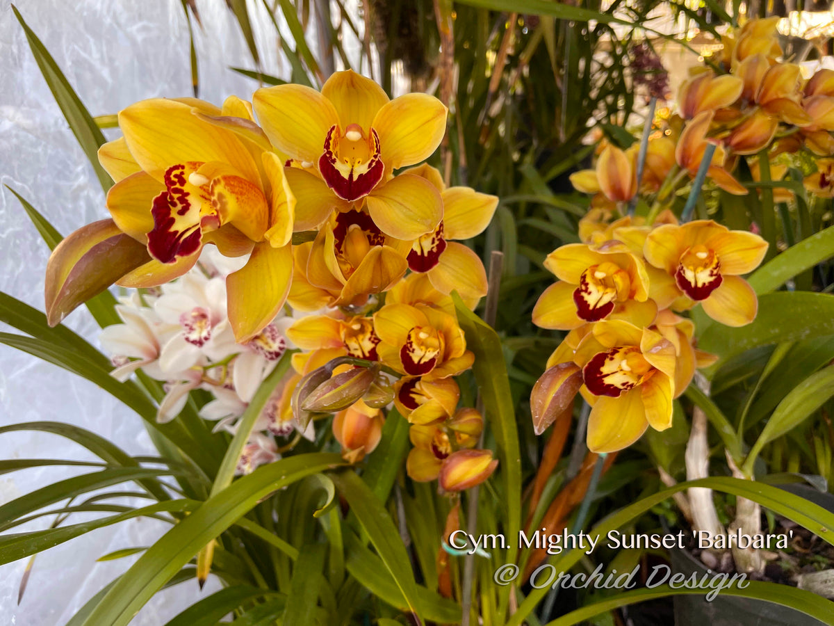 Cymbidium Mighty Sunset 'Barbara' — beautiful yellow orange – Orchid Design